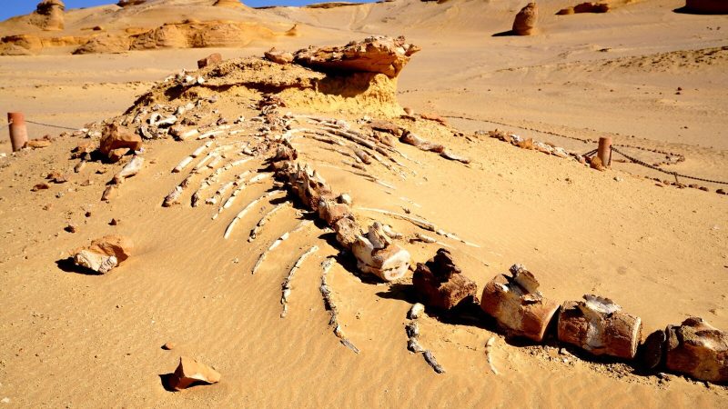 Discover an ancient whale fossil unearthed in Egypt's desolate desert, showcasing prehistoric wonders.