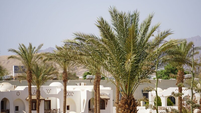 Scenic view of Egyptian architecture with palm trees in a desert setting.
