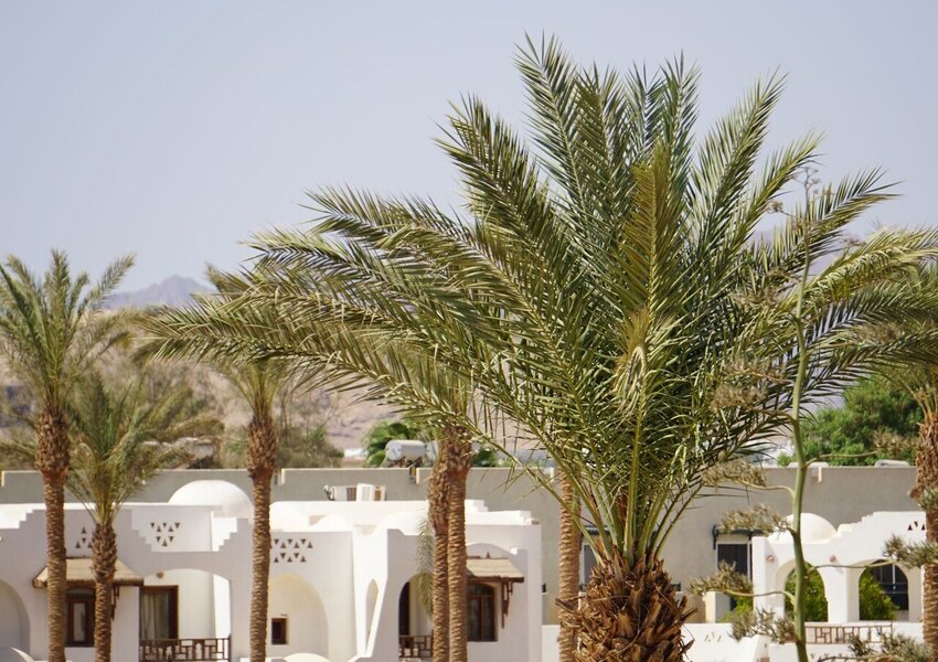 Scenic view of Egyptian architecture with palm trees in a desert setting.