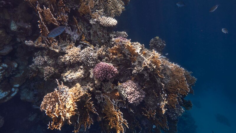 Explore the colorful coral reef underwater in Marsa Alam, Egypt's Red Sea.